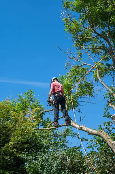 Ein Baumchirurg Oder Arborist Mit Sicherungsseilen Steht Auf Einem Ast — Stockfoto