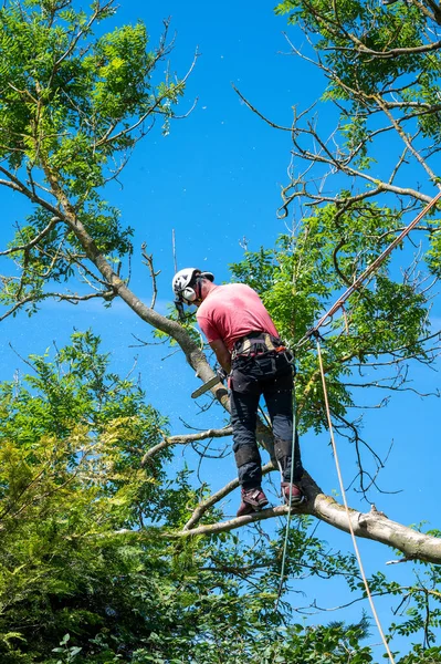 用链锯和安全绳工作在树上的树外科医生或植物学家 — 图库照片