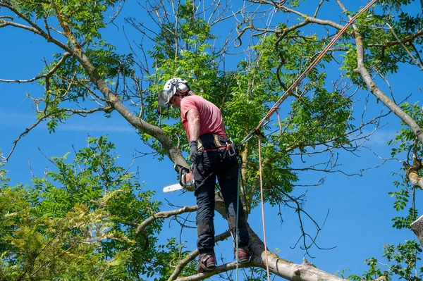 ツリー外科医や樹木の上で動作するように準備ができて安全ロープを使用してアーボリスト — ストック写真