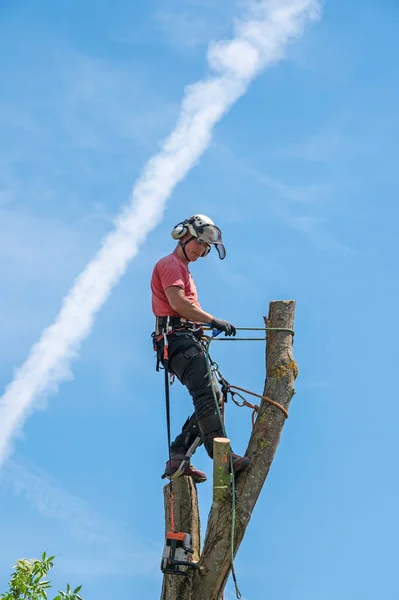 Stromový Chirurg Nebo Arborista Stojící Vysokém Pařezu Pomocí Svých Bezpečnostních — Stock fotografie