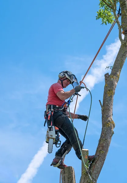 Cirurgião Árvore Arborista Ajustando Cordas Segurança Perto Topo Uma Árvore — Fotografia de Stock