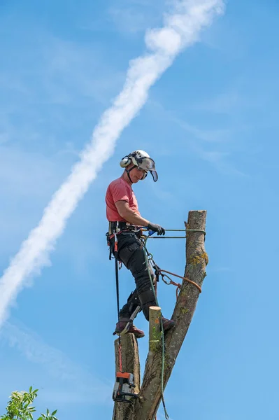 Ein Baumchirurg Oder Arborist Der Mit Seinen Sicherungsseilen Auf Einem — Stockfoto
