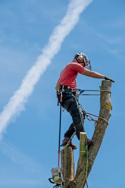 Ein Baumchirurg Oder Arborist Seilt Sich Einen Baumstamm Hoch Einem — Stockfoto