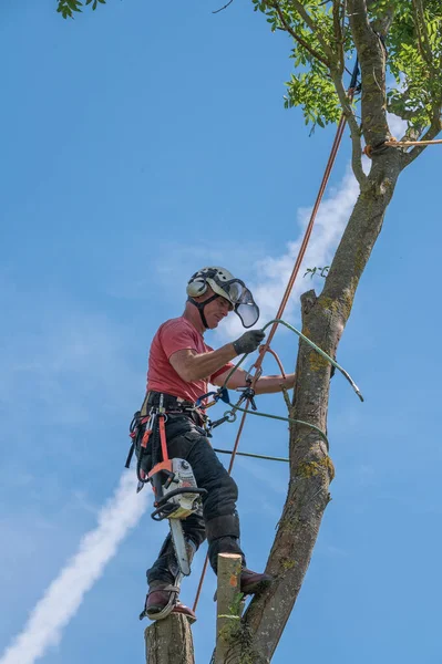Ein Baumchirurg Oder Arborist Wickelt Sein Sicherungsseil Einen Baum — Stockfoto