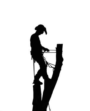 Ağaç cerrahı ya da ağaç kesicisi uzun bir ağaç kütüğünün tepesinde güvenlik iplerini kullanarak duruyor..