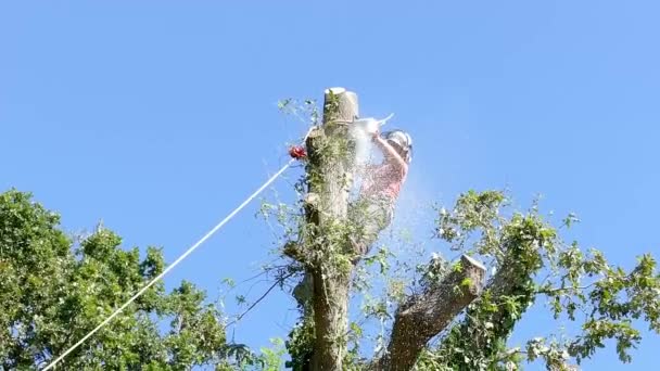 Tree Surgeon Arborist Cutting Tree Stub Using Chainsaw — Stock Video