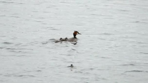 Great Crested Grebe avec ses poussins nageant sur un lac.