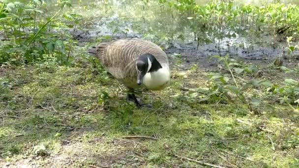 Footage Adult Canada Goose Grazing Grass Next Lake — Stok Video