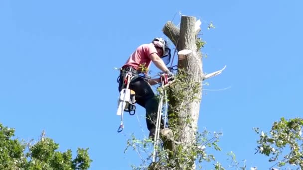 Footage Arborist Tree Surgeon Removing Top Tall Tree — Stock Video