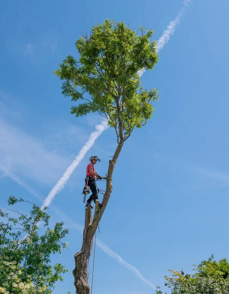 Arborist Δέντρο Χειρουργός Κοπή Ψηλό Δέντρο Χρησιμοποιώντας Σχοινιά Ασφαλείας — Φωτογραφία Αρχείου