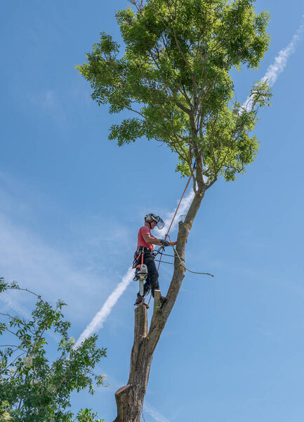 Хирург-древонасаждатель или древесный хирург с помощью канатов безопасности и ремней безопасности на высоком дереве.