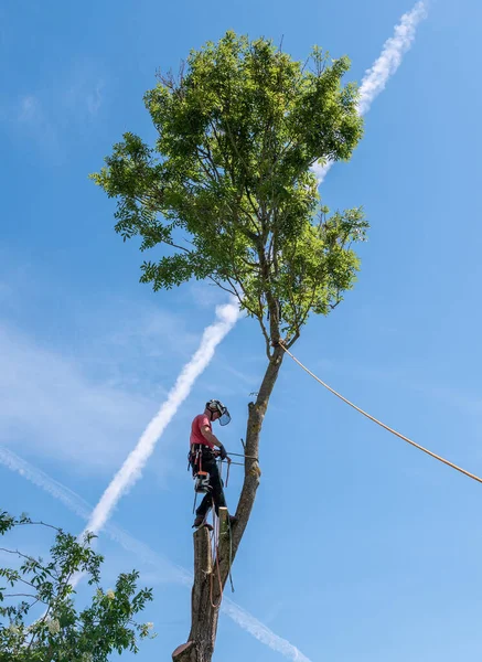 ツリー外科医やアーボリスト彼の安全ロープを調整背の高い木の上に立って — ストック写真