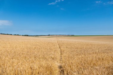Ortasında bir patika olan olgunlaşmış buğday tarlası.