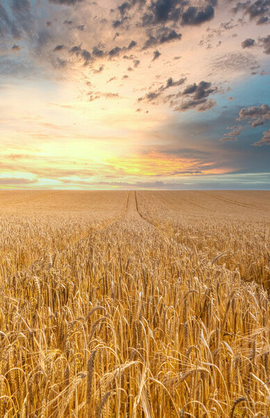 Закат над полем из золотой пшеницы, готовой собрать урожай