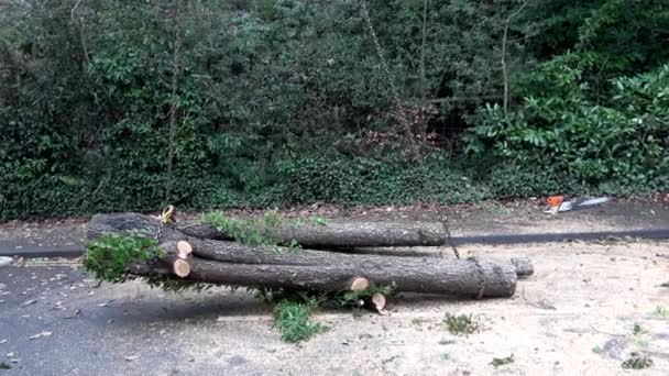 Дерев Яні Хірурги Використовують Кран Щоб Підняти Великий Стовбур Дерева — стокове відео