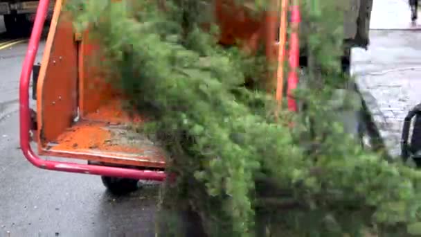 Chirurgiens Arbre Mettre Une Branche Arbre Travers Une Machine Déchiquetage — Video