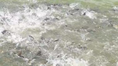 Balık çiftliğindeki balıkları beslemek, suyun çılgınca kaynamasına neden olur..