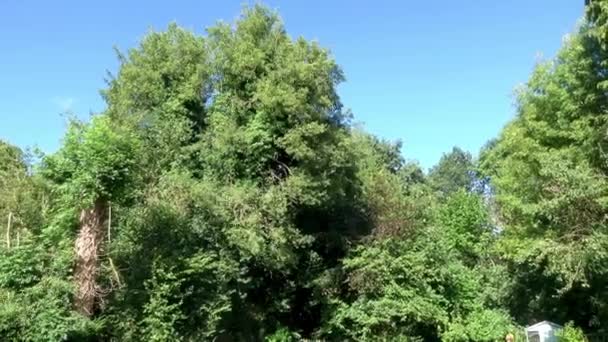 Nagranie Chirurga Drzew Lub Arborysty Ścinającego Duże Drzewo — Wideo stockowe