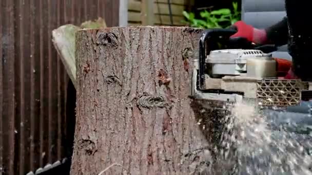Chirurg Drzew Lub Arborysta Używa Piły Łańcuchowej Cięcia Pniaka — Wideo stockowe