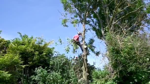 Arborista Cirurgião Árvore Derrubando Ramos Uma Árvore Alta — Vídeo de Stock