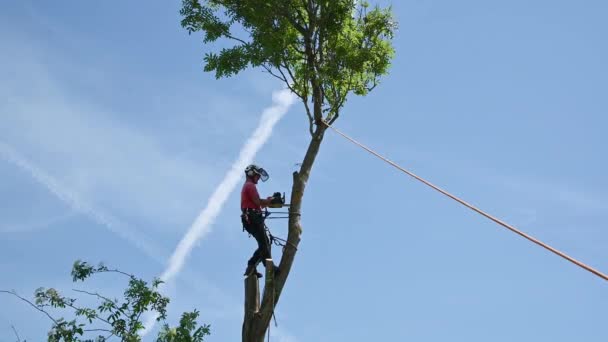 Trädkirurg Eller Arborist Fäller Toppen Ett Träd — Stockvideo