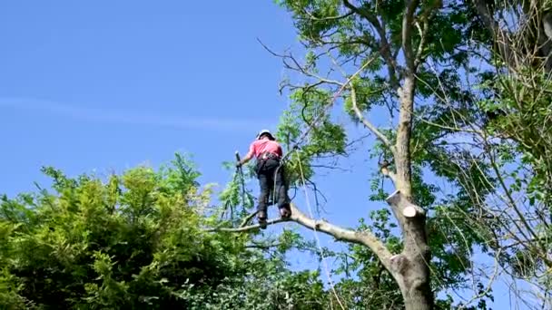 Boomchirurg Boomdeskundige Staat Een Boomtak Een Hoge Boom — Stockvideo