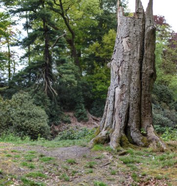 Vahşi bir ormanın zemine karşı eski bir ölü ağaçlar