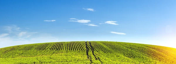 Ufukta ağaçlar olan özel bir tarım tarlasında filizlenmiş yeşil mısırlar.