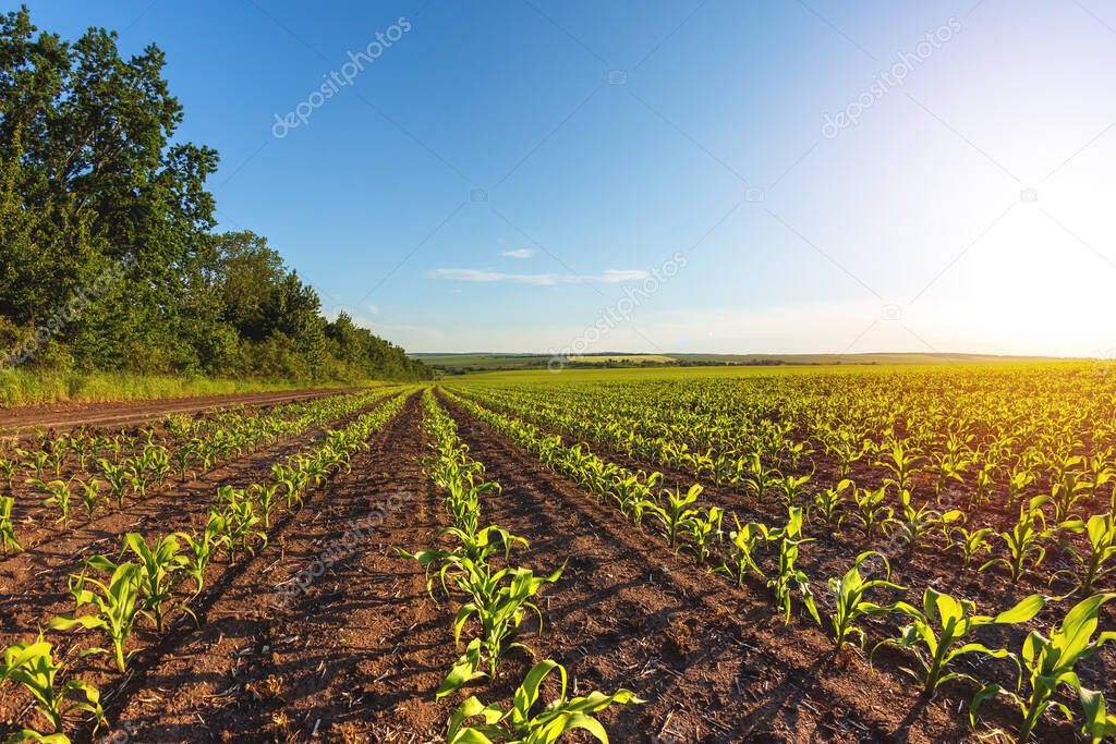 green rows of sprouted corn on a private agricultural field with trees on the horizon