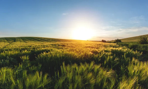 Grande Campo Agrícola Cevada Verde Noite Pôr Sol — Fotografia de Stock