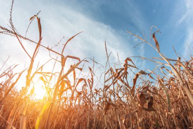 Kurumuş mısırlardan oluşan büyük tarım tarlaları