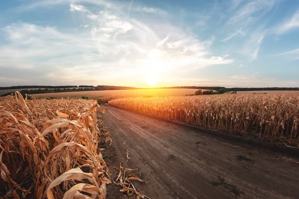 Kurumuş mısırlardan oluşan büyük tarım tarlaları