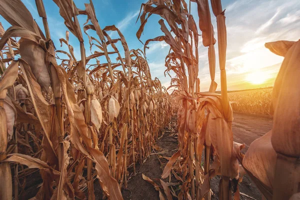 Kurumuş mısırlardan oluşan büyük tarım tarlaları