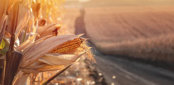 Tarlanın arka planında ve toprak yolda olgun mısırlar.