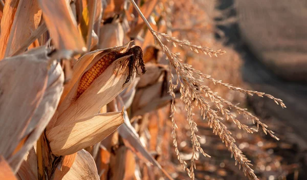 Tarlanın arka planında ve toprak yolda olgun mısırlar.