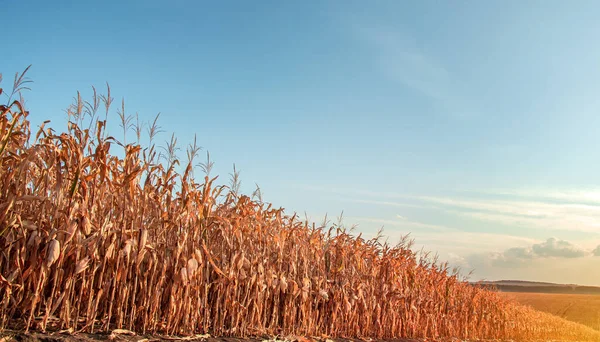 Olgunlaşmış mısır tarlaları.