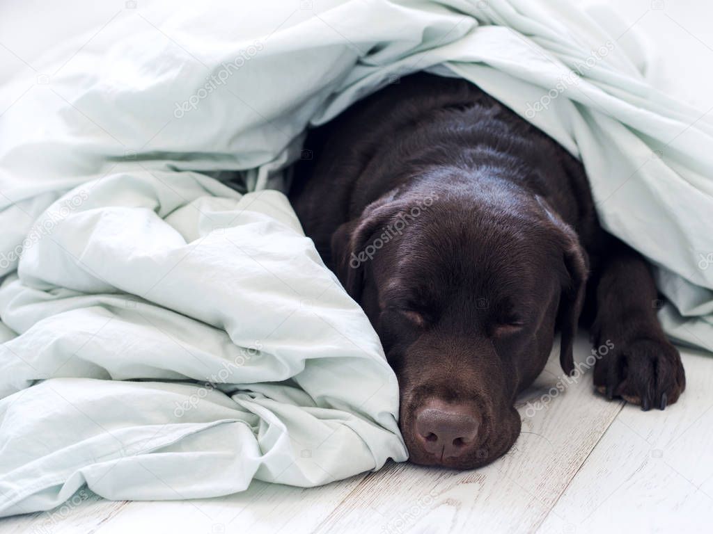 Portrait of purebred brown dog lying on wooden floor in white bed sheet 