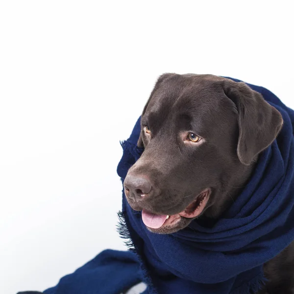 Portrait of a brown dog Labrador in scarf among soft warm cashmere woolen knitting clothes of blue color. Preparation for Autumn, Winter. — Stock Image Portrait Brown Dog Labrador Scarf Soft Warm Cashmere Woolen Knitting Royalty Free Stock Images