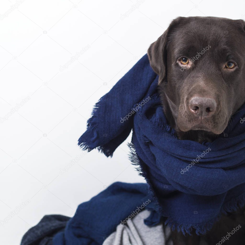 Portrait of a brown dog Labrador in scarf among soft warm cashmere woolen knitting clothes of blue color. Preparation for Autumn, Winter. 