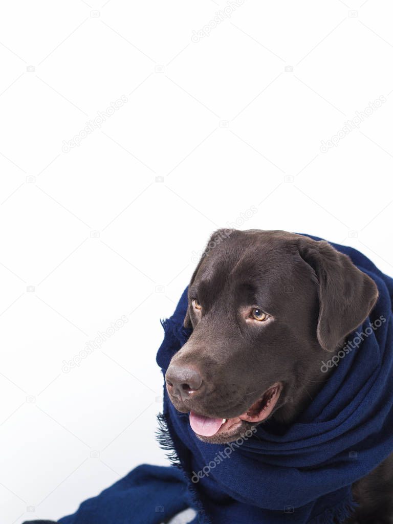 Portrait of a brown dog Labrador in scarf among soft warm cashmere woolen knitting clothes of blue color. Preparation for Autumn, Winter. 
