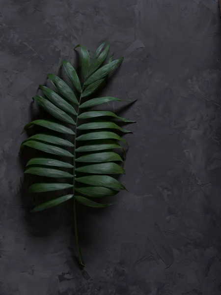Вид Сверху Зеленого Листа Пальмы Чёрном Каменном Фоне — стоковое фото