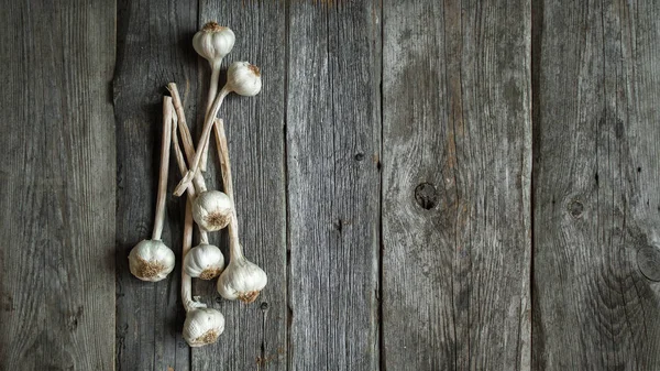 Kuru sarımsak başları gri ahşap arka plan üzerinde demet
