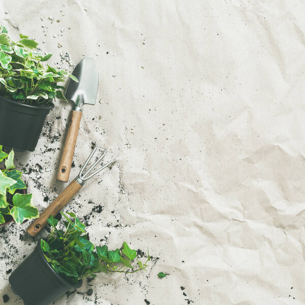 Gardening tools with green ivy in pots on rumpled craft paper 