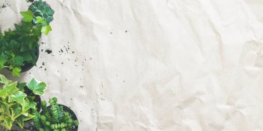 Çerçeve succulents ve Ivy tencere buruşuk Kraft kağıt üzerinde 