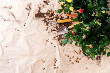 Bahçe aletleri ile küçük güller craft Kağıt arka plan üzerinde tencerede çerçevesinde