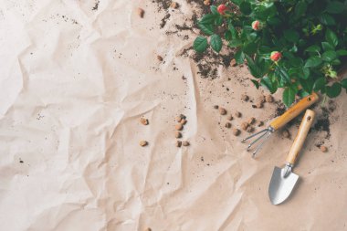 Bahçe aletleri ile küçük güller craft Kağıt arka plan üzerinde tencerede çerçevesinde