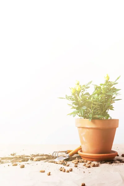 Mini Seramik Çiçek Pot Bahçe Araçları Nda Işık Arka Plan — Stok fotoğraf