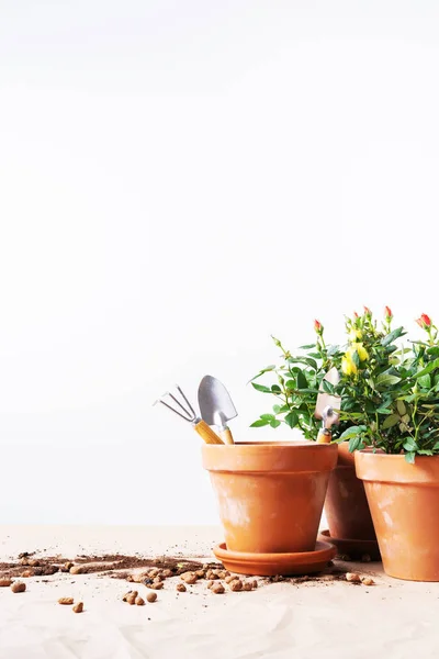 Mini Roses in ceramic flower pots and gardening tools