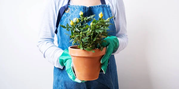 Vista Cercana Joven Mujer Plantando Rosas Maceta —  Fotos de Stock