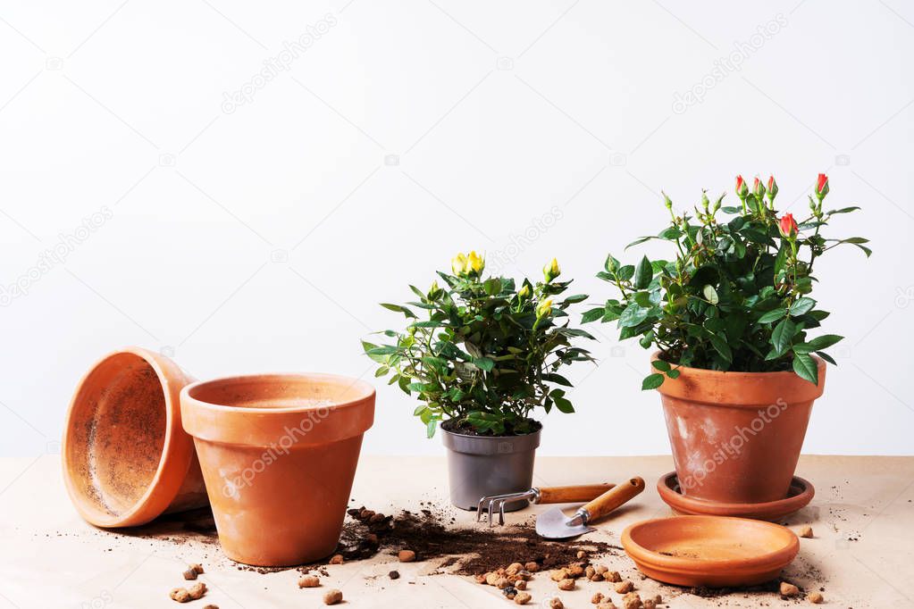 Mini Roses in ceramic flower pots and gardening tools 